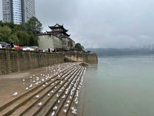 飞越千山万水 这些“网红”再赴泸州“东门口之约”(图9) 飞越千山万水 这些“网红”再赴泸州“东门口之约”(图9)