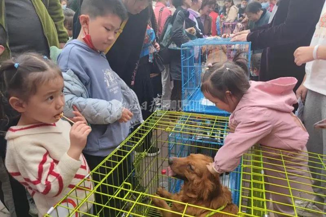 内江：来！给13个流浪的“毛孩子”一个家(图2)