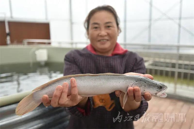稀奇!内江这个地方的鱼养在菜棚里(图6) 稀奇!内江这个地方的鱼养在菜棚里(图6)
