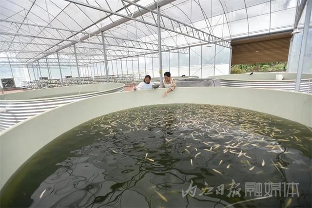 稀奇!内江这个地方的鱼养在菜棚里(图7) 稀奇!内江这个地方的鱼养在菜棚里(图7)