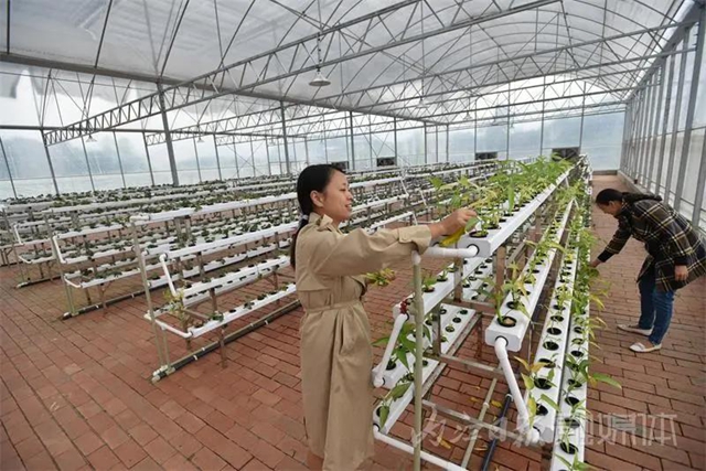 稀奇!内江这个地方的鱼养在菜棚里(图8) 稀奇!内江这个地方的鱼养在菜棚里(图8)