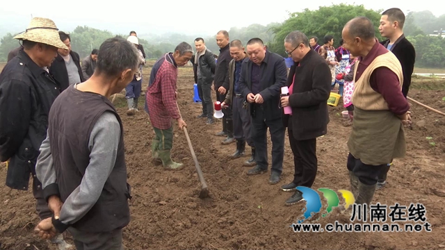 合江县：示范推广小麦种植技术，促进群众增产增收