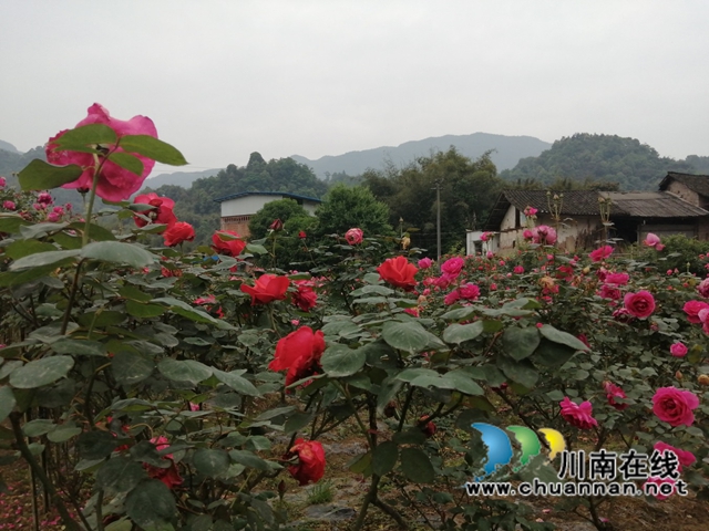 合江县榕山镇：以花为媒，打造乡村振兴“芳香”名片