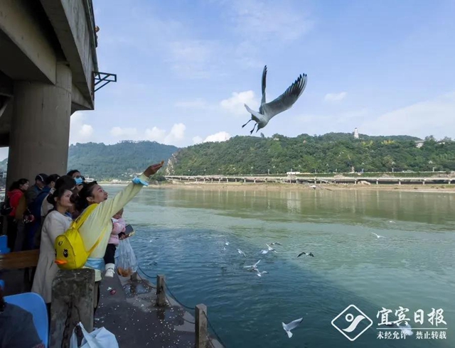 宜宾：红嘴鸥又来过冬啦！(图2)
