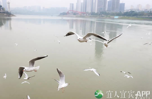 宜宾：红嘴鸥又来过冬啦！(图4)
