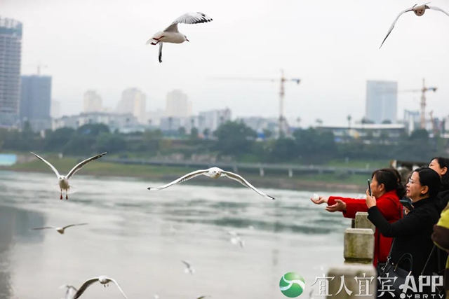 宜宾：红嘴鸥又来过冬啦！(图6)