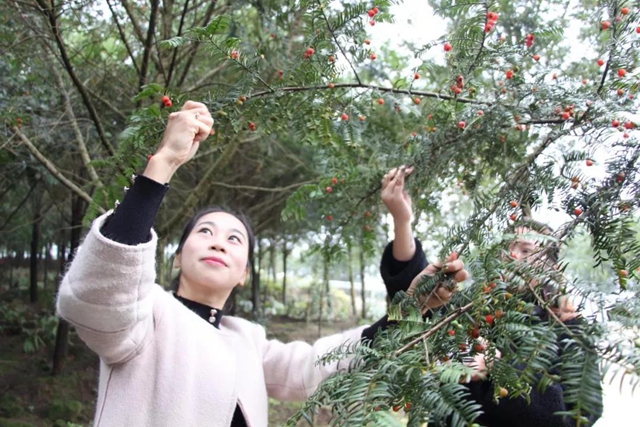 纳溪：万亩红豆杉基地“红”了！(图2)