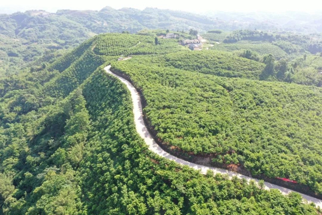 纳溪：万亩红豆杉基地“红”了！(图5)