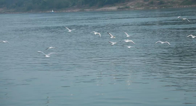 美图丨合江长江边的靓丽风景线(图3)