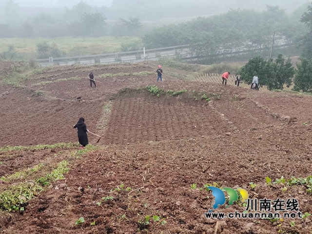 合江县2021年小麦播种面积约3万亩