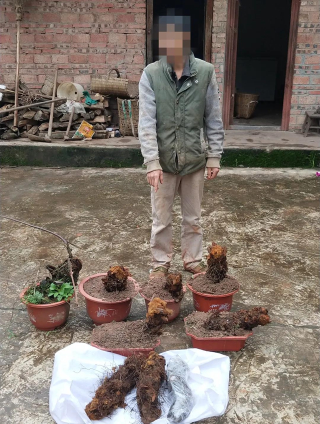 胆大包天!合江石龙镇一男子直播售卖国家二级保护植物,被网友举报……(图5) 胆大包天!合江石龙镇一男子直播售卖国家二级保护植物,被网友举报……(图5)