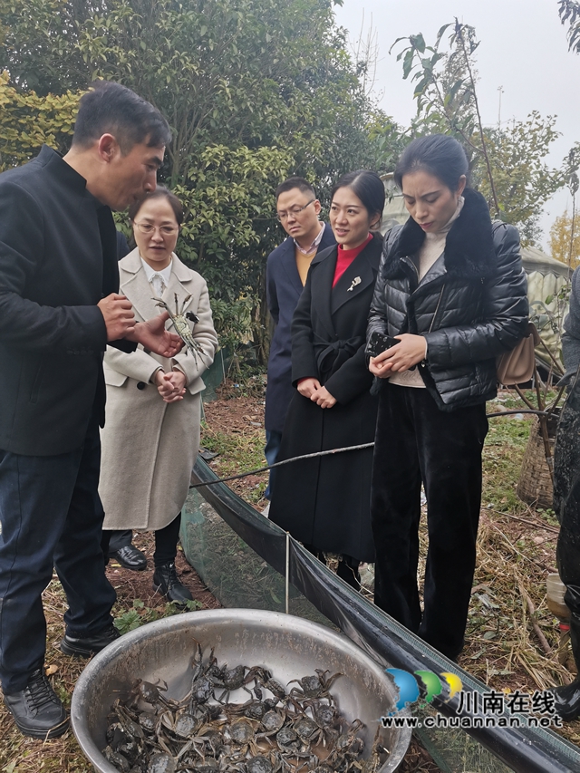 填补市场空档，泸县玄滩红膏蟹高价上市(图5)