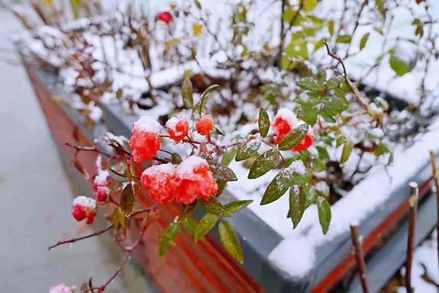 美如童话世界，“泸州之巅”雪花飘(图4)