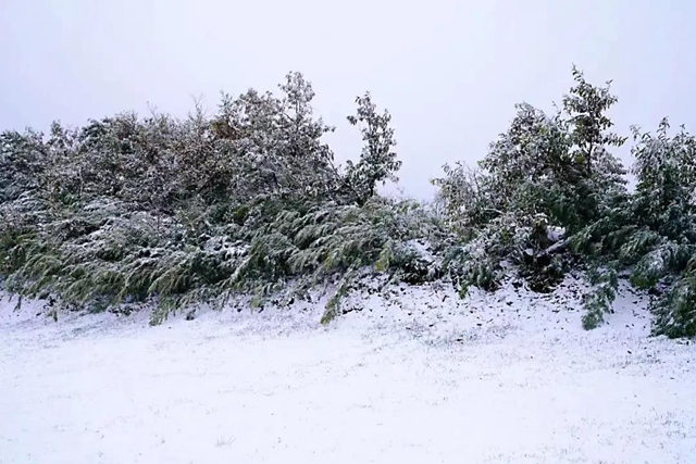美如童话世界，“泸州之巅”雪花飘(图9)