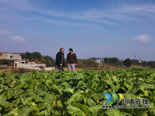 泸县：多措并举，守护老百姓菜篮子(图7)