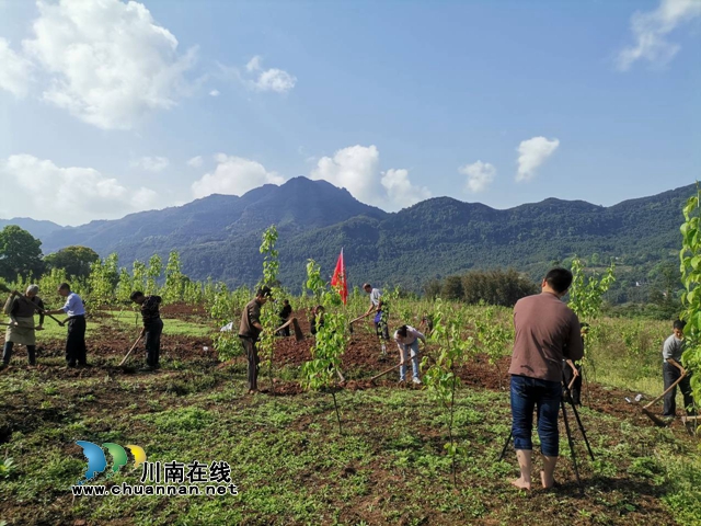 合江县车辋镇：发挥乡贤力量，抓实小春种植