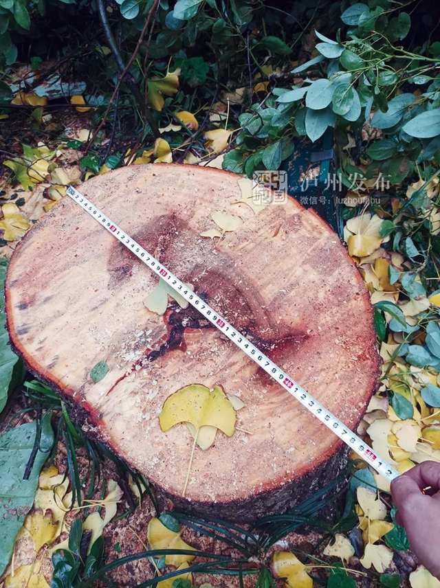 泸州墨香苑小区绿化树被业主私自砍伐,城管:同比例恢复移栽(图2) 泸州墨香苑小区绿化树被业主私自砍伐,城管:同比例恢复移栽(图2)