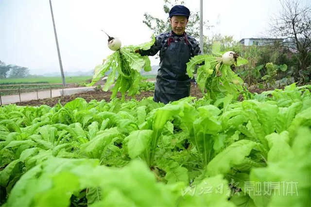 脆甜化渣！内江公认“最好吃”的萝卜丰收啦(图1)