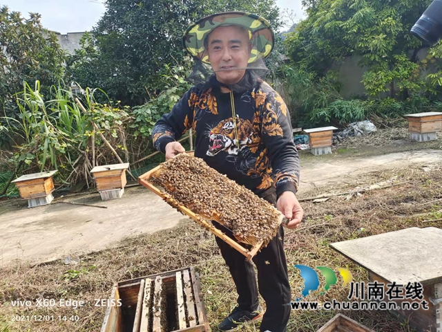 纳溪：枇杷花开采蜜忙助增收