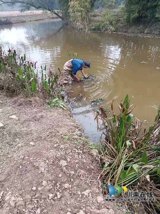 泸县云龙镇：清理河道卫生，共享美丽河流(图1)