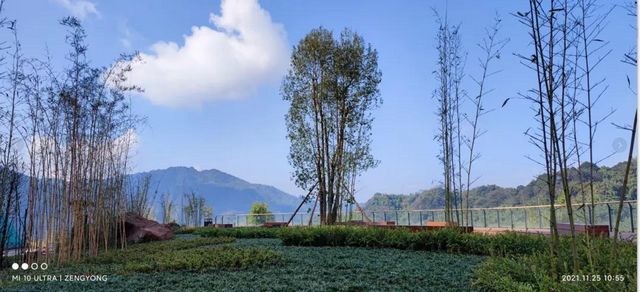 合江出现了一条超美的竹林风景线(图3)