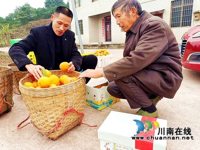 江阳区通滩镇：村支书变“促销员”，甜蜜致富梦“橙”真(图2)