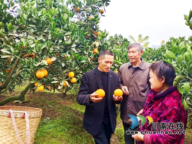 江阳区通滩镇：村支书变“促销员”，甜蜜致富梦“橙”真(图1)