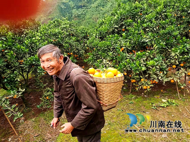 江阳区通滩镇：村支书变“促销员”，甜蜜致富梦“橙”真(图3)