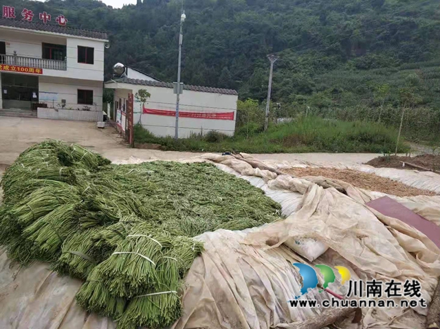 古蔺县观文镇：乡贤助力发展绿色有机高山蔬菜，打通乡村脱贫振兴路(图3)