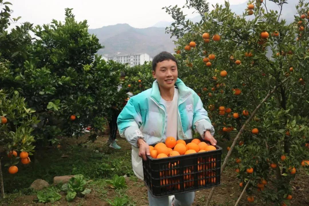 暖冬时节，这所学校师生邀您齐享良“橙”美景(图2)