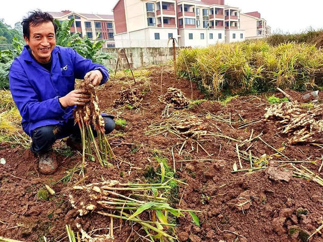 应对生姜价跌，江阳农民自种自销不减收(图1)