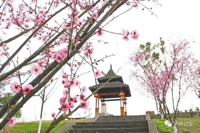 泸州赏花地点大汇总!快搭乘“春天的公交”出发!(附详细乘车线路)(图2) nEO_IMG_2.jpg