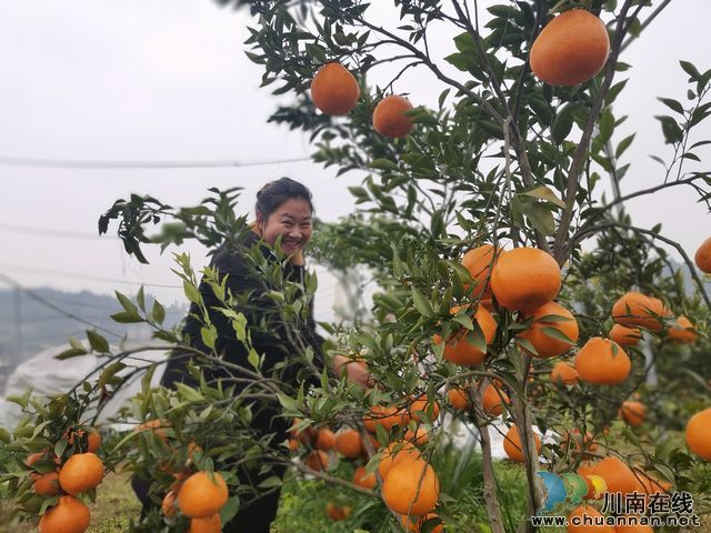 泸县牛滩镇大学生魏丽返乡创业带领村民共同致富
