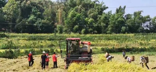 泸州：抗旱保秋夺丰收 稳住农业基本盘
