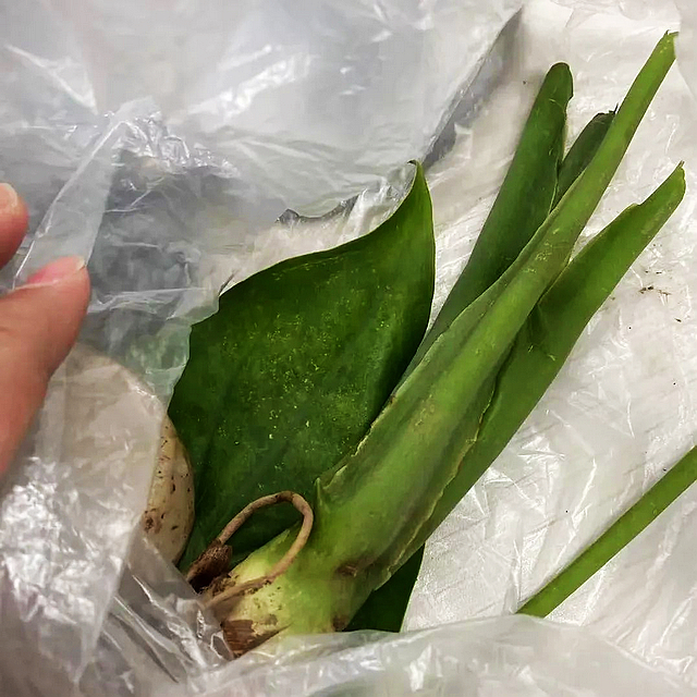 【警惕】多例小区内中毒，这种“芋头”千万别吃别碰